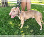 Small #2 American Staffordshire Terrier