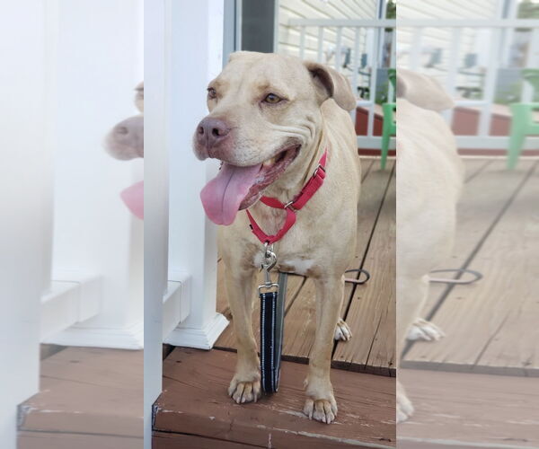 Medium Photo #46 American Pit Bull Terrier-Unknown Mix Puppy For Sale in Oakhurst, NJ, USA