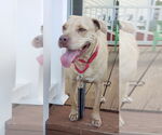 Small #45 American Pit Bull Terrier Mix