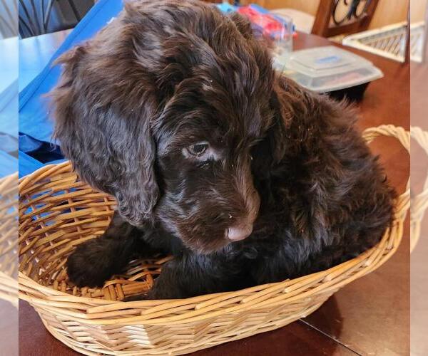 Medium Photo #1 Labradoodle Puppy For Sale in LITTLETON, MA, USA