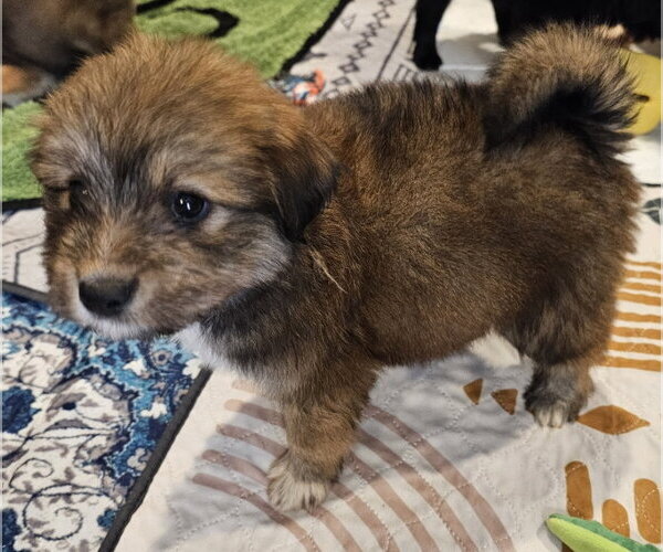 Medium Photo #3 Poodle (Miniature)-Unknown Mix Puppy For Sale in Olalla, WA, USA
