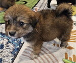Small #2 Poodle (Miniature) Mix