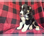Small #3 Miniature Australian Shepherd