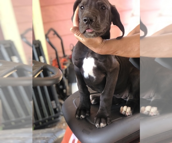 Medium Photo #7 Great Dane Puppy For Sale in CLEVELAND, NC, USA