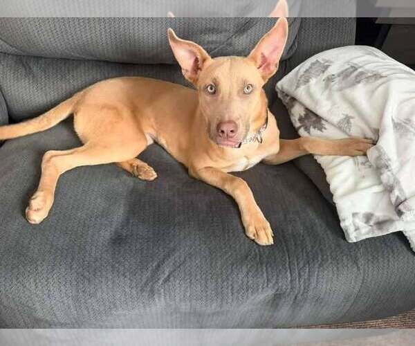Medium Photo #1 American Pit Bull Terrier-Unknown Mix Puppy For Sale in Shillington, PA, USA