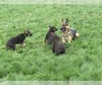 Small Photo #8 German Shepherd Dog Puppy For Sale in CENTERVILLE, WA, USA