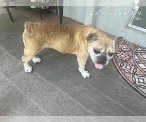 French Bulldog Dogs for adoption in Ocala, FL, USA