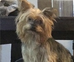 Small Photo #1 Yorkshire Terrier Puppy For Sale in KISSIMMEE, FL, USA