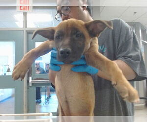 German Shepherd Dog-Unknown Mix Dogs for adoption in Oklahoma City, OK, USA