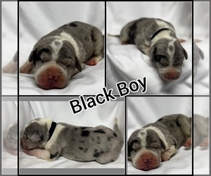 Great Dane Puppy for sale in MARSHVILLE, NC, USA