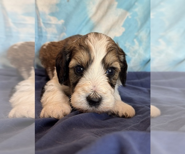 Medium Photo #4 Bernedoodle (Miniature) Puppy For Sale in LONGMONT, CO, USA