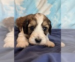 Copper - Male Bernedoodle (Miniature) Puppy for Sale - Photo #4
