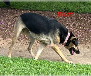 Mosely - Male German Shepherd Dog-Unknown Mix Dog for Adoption - Photo #5