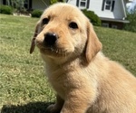 Puppy Piker Labrador Retriever