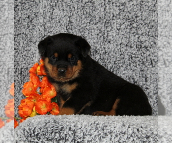 Medium Photo #2 Rottweiler Puppy For Sale in COCHRANVILLE, PA, USA