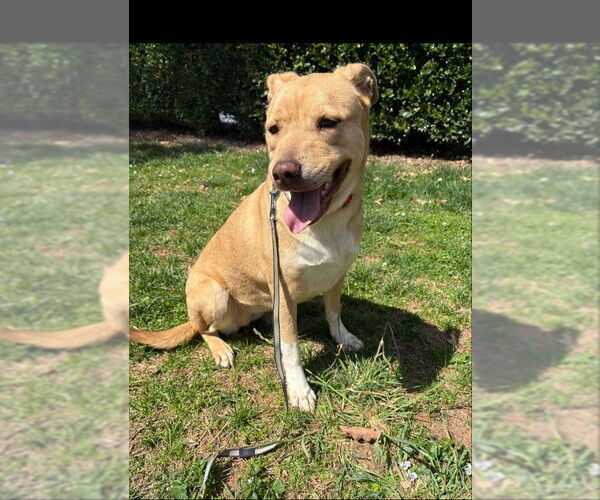 Medium Photo #4 American Staffordshire Terrier-Labrador Retriever Mix Puppy For Sale in Winston Salem, NC, USA