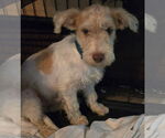 Small #2 Norfolk Terrier Mix