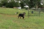 Small Photo #8 Greater Swiss Mountain Dog Puppy For Sale in ALREAD, AR, USA