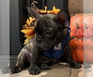 French Bulldog Puppy for sale in BOLIVAR, MO, USA