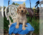 Image preview for Ad Listing. Nickname: Pixie