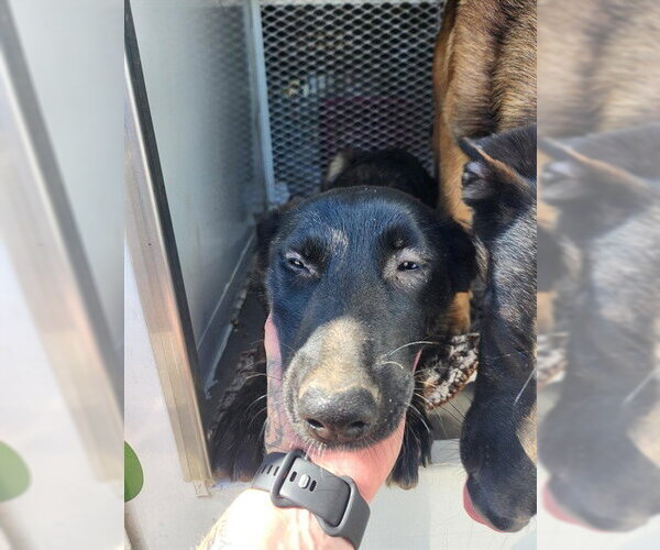 Medium Photo #1 Mutt Puppy For Sale in Bakersfield, CA, USA