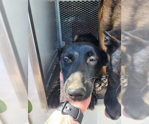 Mutt Dogs for adoption in Bakersfield, CA, USA