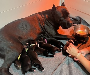 Cane Corso Litter for sale in GATESVILLE, TX, USA