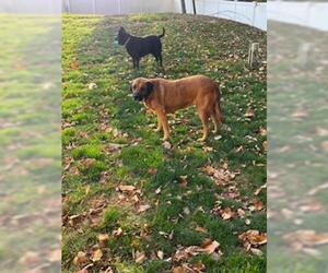 Juliana - Female Mastador Dog for Adoption - Photo #5