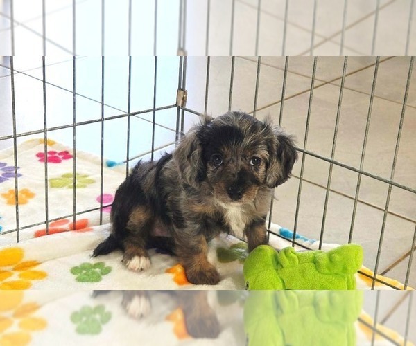 Medium Photo #12 Cavapoo (Miniature)-Poodle (Toy) Mix Puppy For Sale in ORO VALLEY, AZ, USA