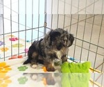 Willow - Female Cavapoo (Miniature)-Poodle (Toy) Mix Puppy for Sale - Photo #12