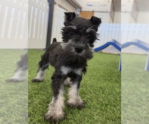 Schnauzer (Miniature) Puppy for sale in LOUISVILLE, KY, USA