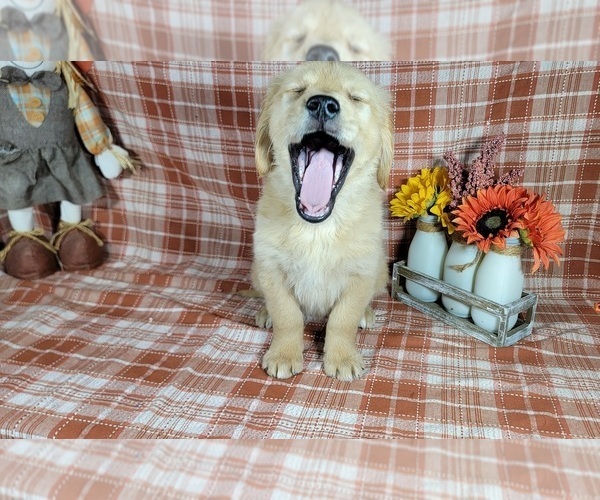 Medium Photo #5 Golden Retriever Puppy For Sale in FALCON, CO, USA