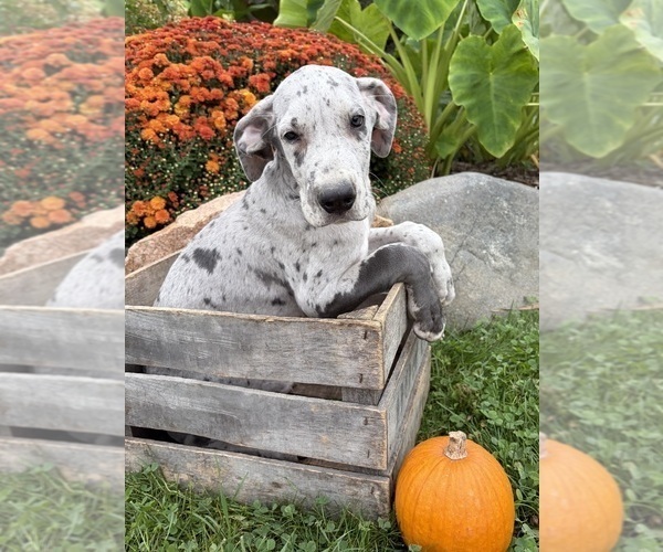 Medium Photo #3 Great Dane Puppy For Sale in MIDDLEBURY, IN, USA
