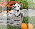 Emmett - Male Great Dane Puppy for Sale - Photo #3