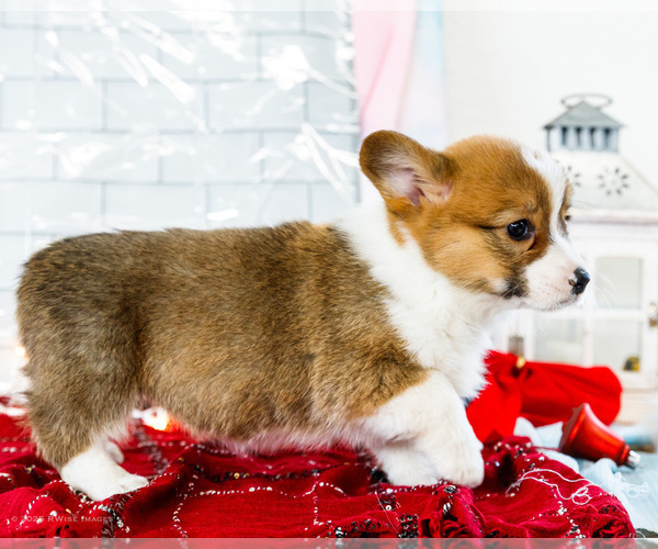 Medium Photo #61 Cardigan Welsh Corgi Puppy For Sale in WAKARUSA, IN, USA