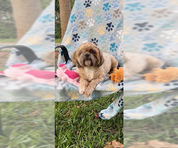Medium Photo #7 Shih Tzu Puppy For Sale in Weston, FL, USA