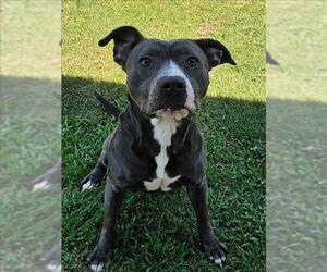 American Pit Bull Terrier Dogs for adoption in Grovetown, GA, USA