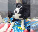 Small #1 Border Collie