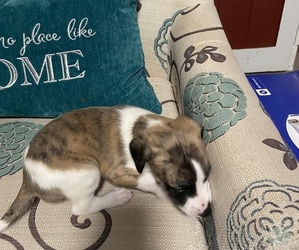 Whippet Puppy for sale in NAMPA, ID, USA
