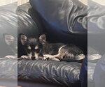 Small #3 Chihuahua Mix