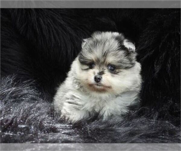 Medium Photo #1 Pomeranian Puppy For Sale in WEST PALM BEACH, FL, USA