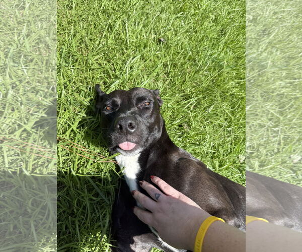 Medium Photo #10 Labrador Retriever-Unknown Mix Puppy For Sale in Holly Springs, NC, USA