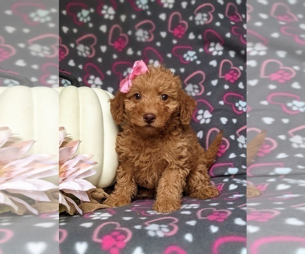 Medium Photo #2 Miniature Labradoodle Puppy For Sale in KIRKWOOD, PA, USA