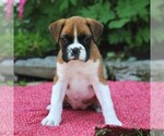 Small Photo #3 Boxer Puppy For Sale in MYERSTOWN, PA, USA