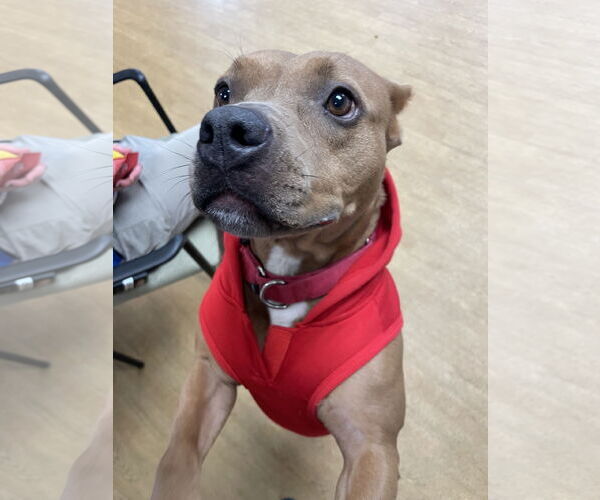 Medium Photo #11 Mutt Puppy For Sale in Virginia Beach, VA, USA