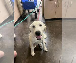 Labrenees Dogs for adoption in Rockwall, TX, USA