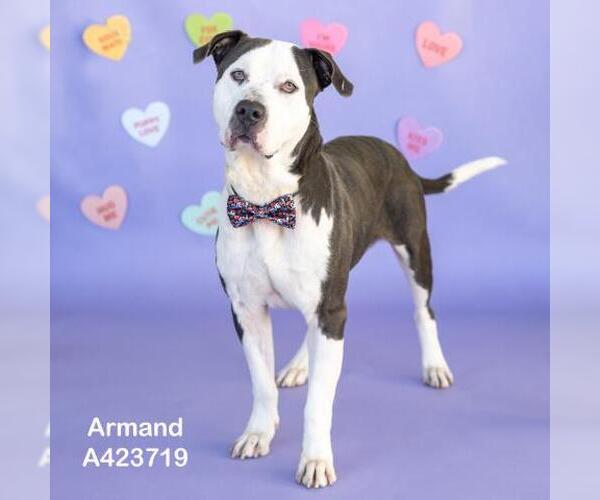 Medium Photo #2 American Pit Bull Terrier Puppy For Sale in Conroe, TX, USA