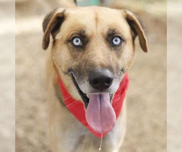 Medium Photo #1 Labsky Puppy For Sale in San Antonio, TX, USA