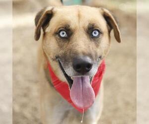 Labsky Dogs for adoption in San Antonio, TX, USA