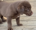 Small #6 Labrador Retriever
